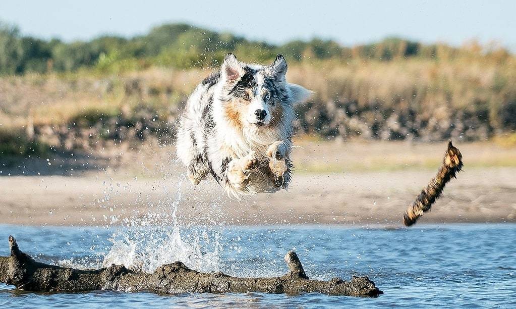 Comment fixer ses tarifs pour un service d'éducation canine ?